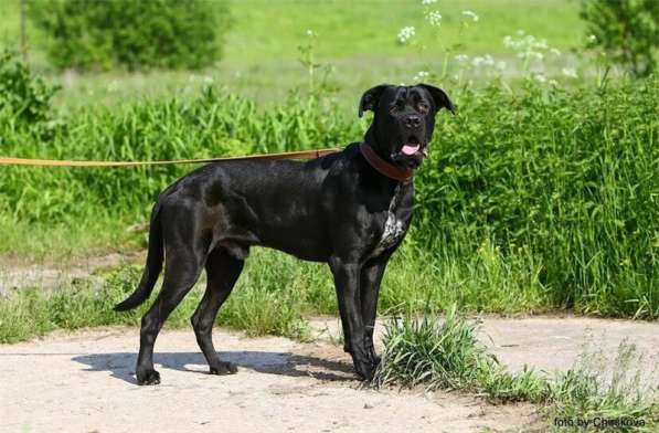 Молодой кане корсо Крош ищет семью в Москве