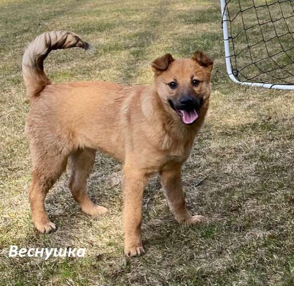 Яшка, Лучик и Веснушка! 4 мес щенки ищут хозяев в Москве фото 8