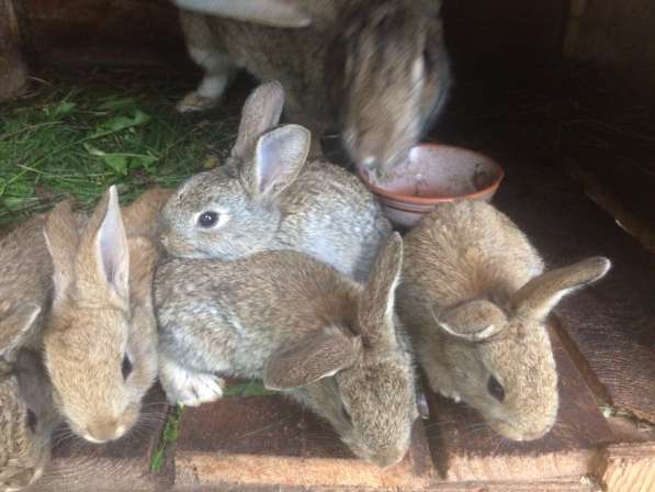 Крольчата Великаны в Березовский фото 4