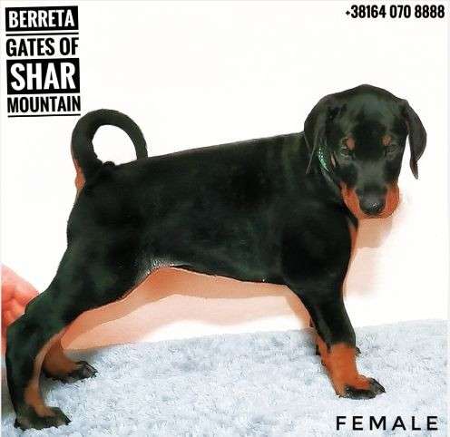 Доберман щенки в фото 11