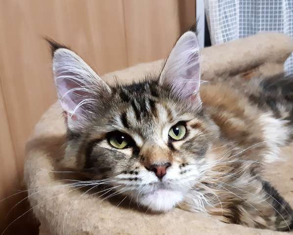 Рыжики из питомника в Екатеринбурге фото 61