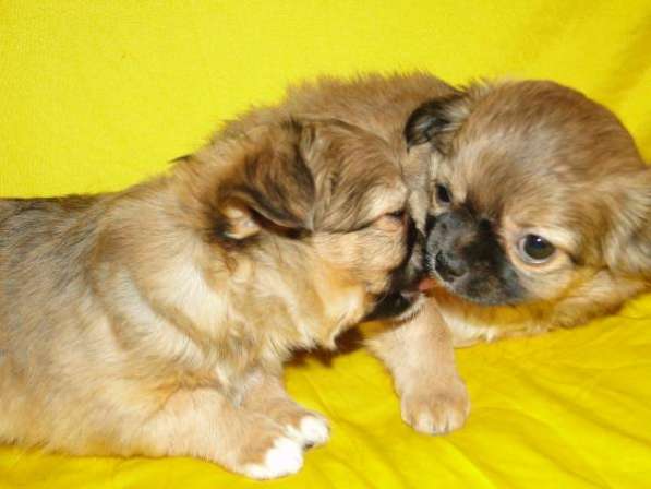 Чишки-малыши и малышки в Санкт-Петербурге фото 5