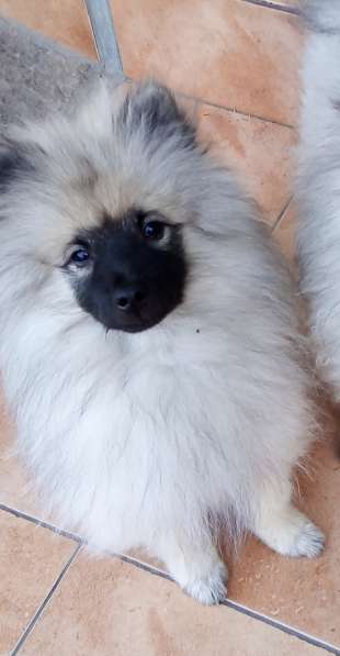 Кеесхонд/вольфшпиц. Щенки в фото 8