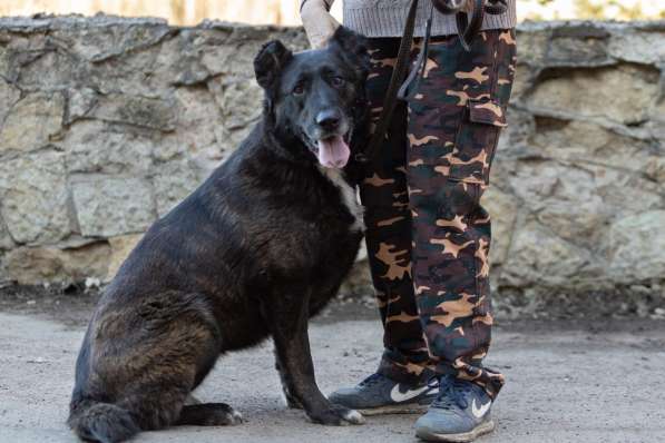 Собака в Санкт-Петербурге