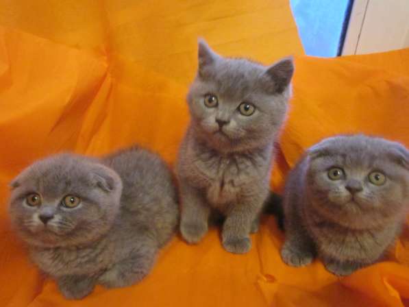 Голубые плюшевые котята мальчики и девочки в Санкт-Петербурге фото 3