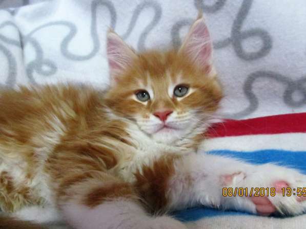 Красотка кремового солидного окраса из питомника Arktur в Тюмени фото 40