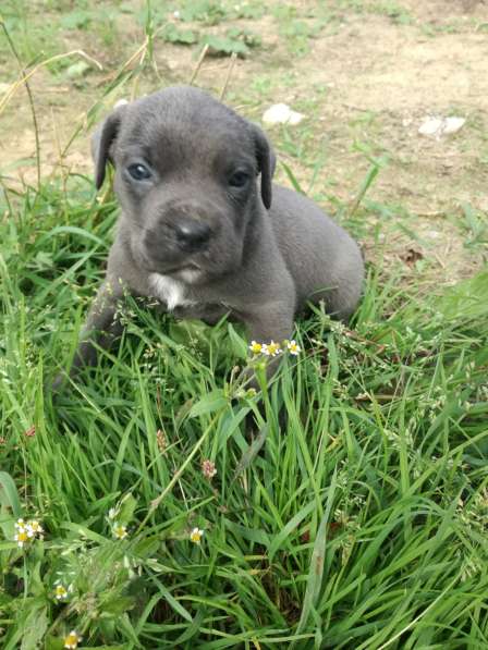 Продам девочку кане корсо. Родилась 10 в Калуге фото 19