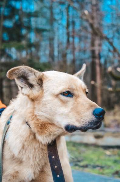 Нежный пес с золотой шерстью ищет дом в Санкт-Петербурге фото 3