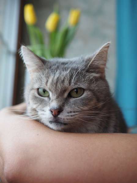 Идеальная кошка-компаньон Лиза в добрые руки в Москве фото 3