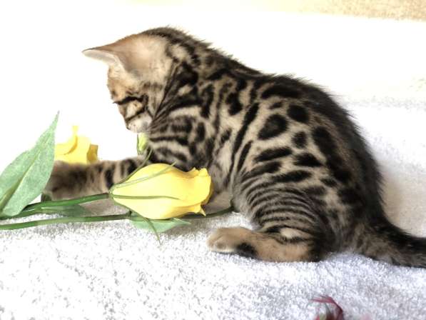 Предлагаются Бенгальские котята из питомника с документами в фото 41