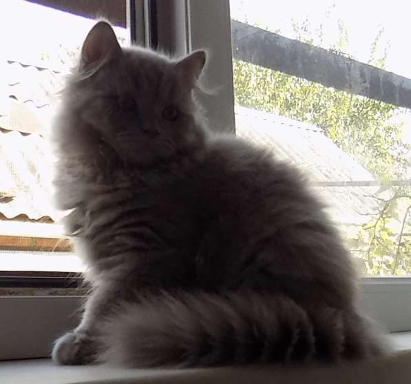 Сказочный мультяшный котенок в Краснодаре фото 8