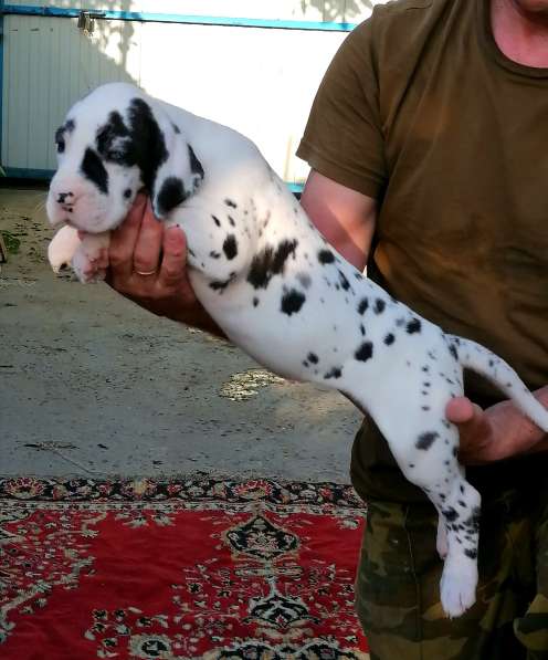 Щенки немецкого дога в Краснодаре фото 7