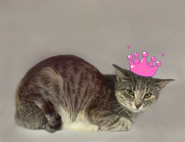 Кошка Принцесса