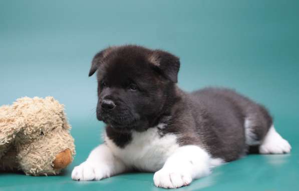 Продаются щенки Американской Акиты в Санкт-Петербурге фото 5