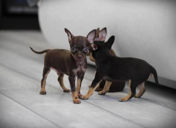 Щенки Русский Той в Иркутске фото 23