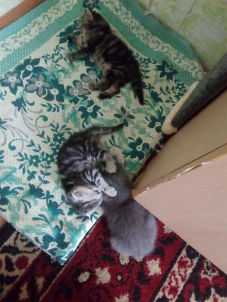 Котята британцы в Челябинске фото 3