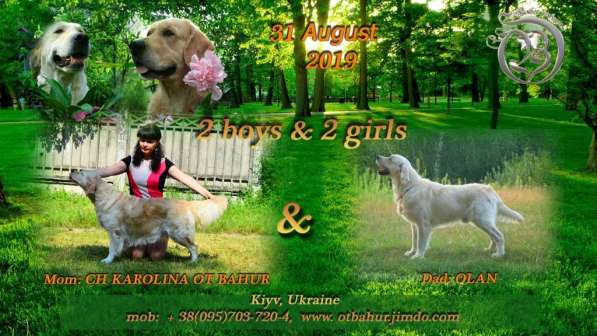 Щенки золотистого ретривера!Голден ретривер! в 