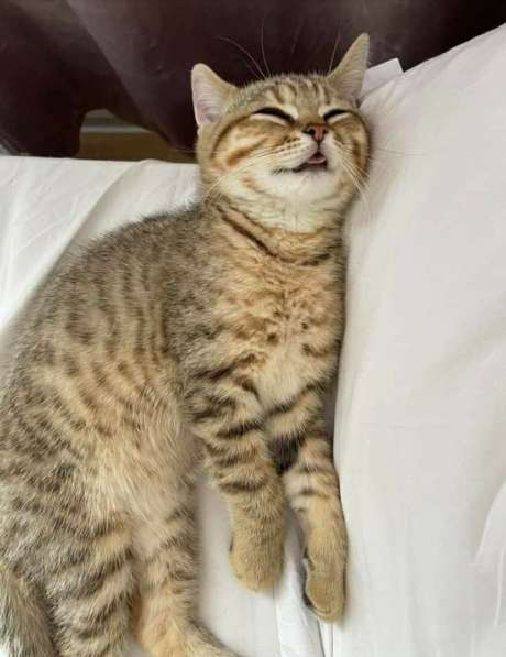 Британские котята в фото 8