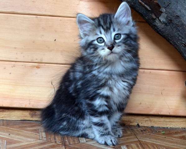 Котенок порода Курильский бобтейл в Москве фото 15