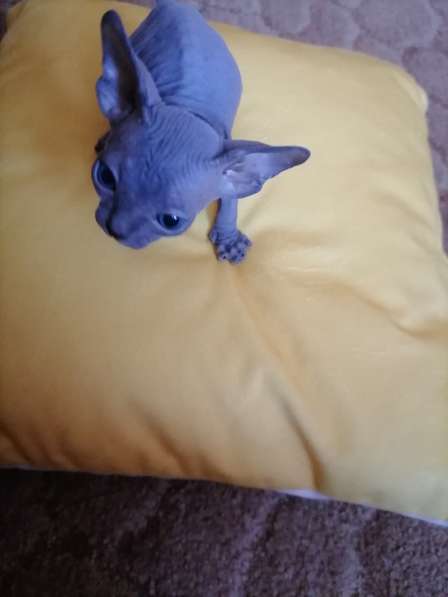 Канадский сфинкс в Краснодаре фото 12