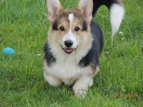 Вельш корги пемброк щенков продаю в Москве фото 9