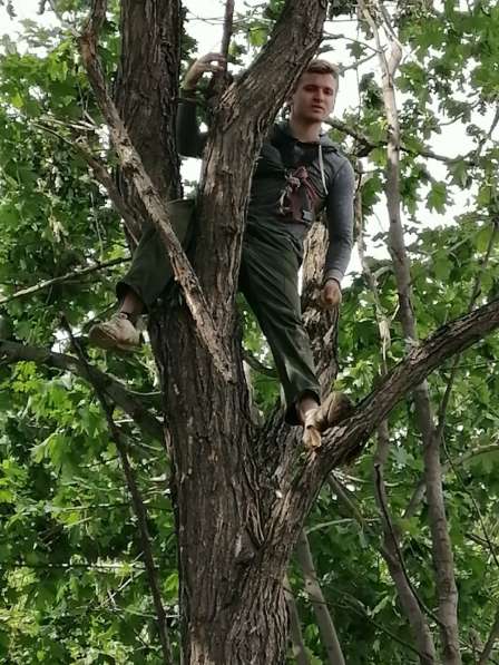 Спил деревьев в Белгороде фото 5