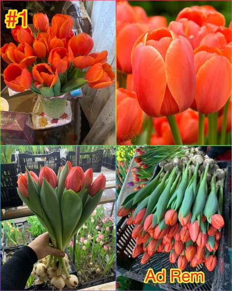 Принимаем заказы на тюльпаны к 14 февраля и 8 марта в фото 8