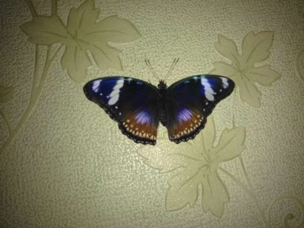Живые тропические бабочки, салют из бабочек в Москве фото 4