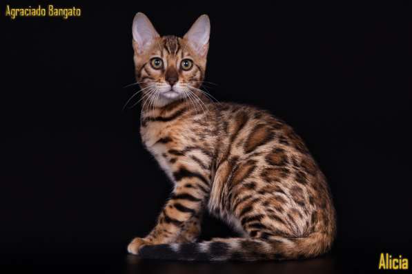 Bengal kitten в Тамбове фото 4