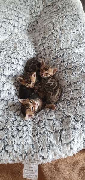Котята Бенгалы в фото 13