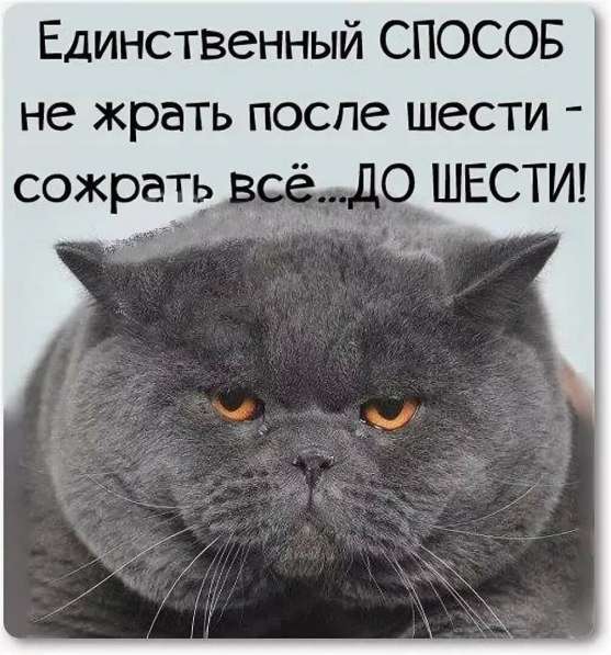 Куплю котёнка, в Майами