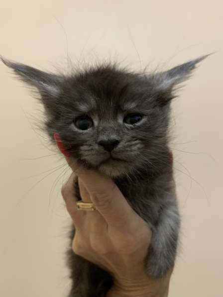 Gattini del Maine Coon dall'allevamento russo в Самаре фото 6