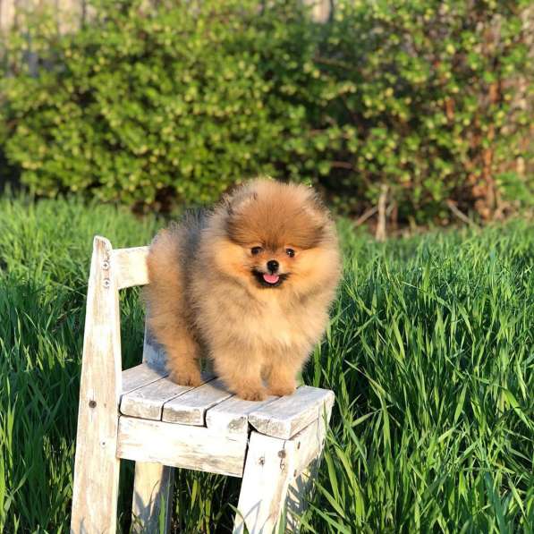 Щенки померанского шпица от Ирлайн-дог в фото 19