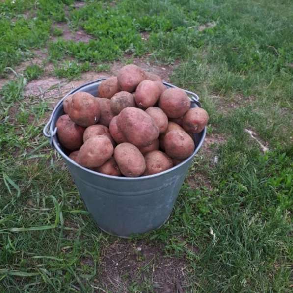 Доставка картофеля до дома