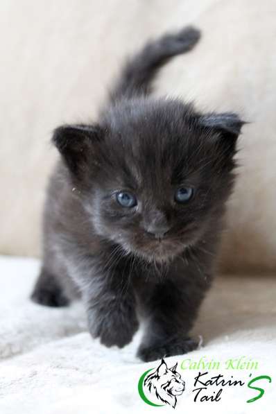 Мейн-Кун чисто черный мальчик в Санкт-Петербурге фото 4