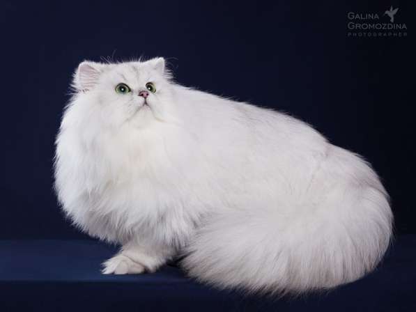 British longhair