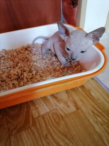 Канадский сфинкс в Краснодаре фото 14