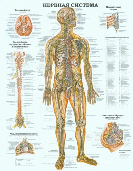 Анатомия. Учебные плакаты (комплект 40 плакатов) в фото 9