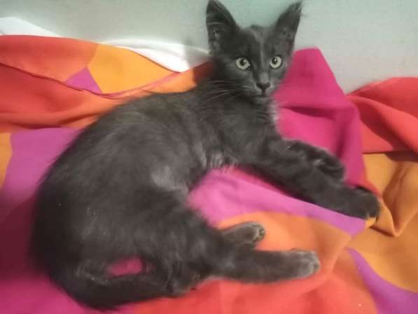 Котенок в добрые руки. Ласкушка Кирюша в Москве фото 19