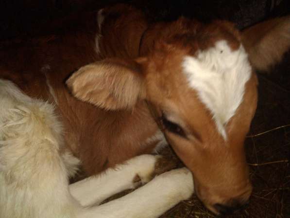 Корова аиширской породы с теленком в Краснодаре фото 4