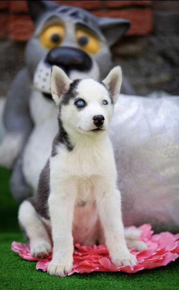Продажа породистых щенков Хаски