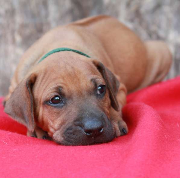 Щенки Родезийского Риджбека в фото 9