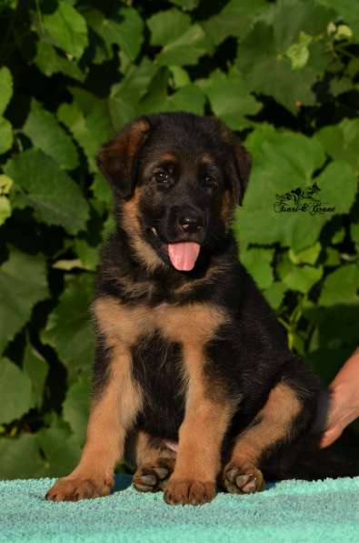 Немецкая овчарка в фото 31