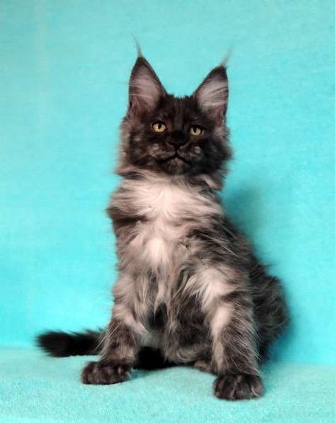 Апельсинки к Новому Году в Рязани фото 113