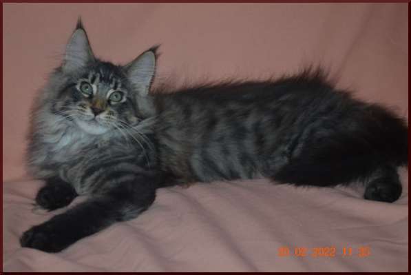 Роскошный черный котик мейн-кун из питомника в Астрахани фото 102