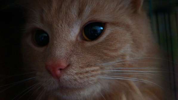 Ласковый кот Лео в добрые руки в Москве фото 13