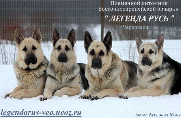 Щенков, собак породы восточноевропейская овчарка в Москве фото 8