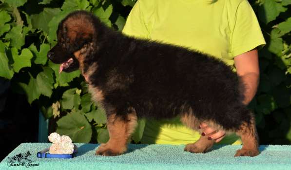 Немецкая овчарка в фото 24