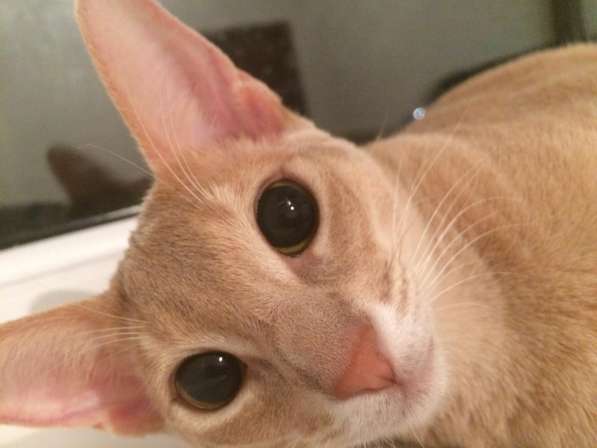 Абиссинские котята в Уфе фото 6