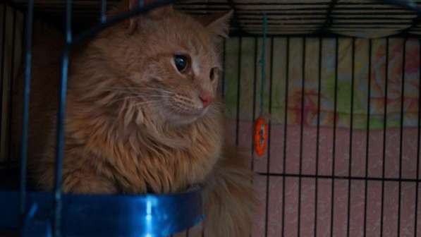 Котик в поиске дома в Москве фото 15